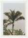 Postal Stationery Gabonese 1998 Palm Tree - Harvesting Of Palm Wine - Bomen