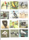 DW42 - IMAGES FAMILIA - OISEAUX - Other & Unclassified