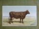 Grande Chromo Thème Animalier - Vache Au Pré - Illustration De Charles Olivier De Penne - Other & Unclassified