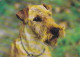 AK 210769 DOG / HUND - Irish-Terrier - Perros