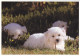 AK 210776 DOG / HUND - Bichon Frise - Dogs