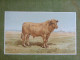 Grande Chromo Thème Animalier - Taureau Au Pré - Illustration De Charles Olivier De Penne - Other & Unclassified