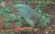 PHONE CARD CAYMAN ISLANDS  (E49.56.1 - Isole Caiman