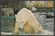 Granby  Québec - Zoo Granby - Ours Blancs - Polar Bears - Parc Zoologique De Granby No: 51803-C Par J.Bienvenue - Bears