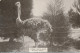 PC41987 Typical South Africa. A Female Ostrich. Hallis. B. Hopkins - Monde