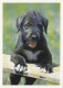 AK 210815 DOG / HUND - Honden