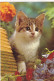 CHATS...CARTE FANTAISIE. " CHAT DANS LES FLEURS " .. + TEXTE ANNEE 1977 - Gatos