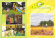 Delcampe - FRANCE - Lot De 50 CPSM-CPM : CAMPING Europe (hors France) Dont 13 Netherlands Pays Bas (0.10 € / Carte) - 5 - 99 Postcards