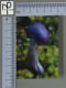 CALENDARS  - COGUMELOS - 2024 - 2 SCANS  - (Nº58765) - Small : 2001-...