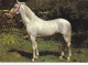 AK 210835 HORSE / PFERD - Paarden