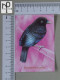 CALENDARS  - BIRDS OF PARADISE - 2024 - 2 SCANS  - (Nº58777) - Formato Piccolo : 2001-...