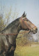 AK 210841 HORSE / PFERD - Paarden