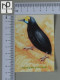 CALENDARS  - BIRDS OF PARADISE - 2024 - 2 SCANS  - (Nº58784) - Kleinformat : 2001-...