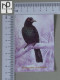 CALENDARS  - BIRDS OF PARADISE - 2024 - 2 SCANS  - (Nº58785) - Klein Formaat: 2001-...