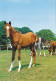 AK 210845 HORSE / PFERD - Paarden