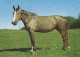 AK 210847 HORSE / PFERD - Paarden