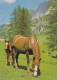 AK 210848 HORSE / PFERD - Paarden