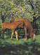 AK 210849 HORSE / PFERD - Paarden