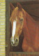 AK 210850 HORSE / PFERD - Paarden