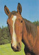 AK 210852 HORSE / PFERD - Paarden