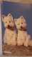 Petit Calendrier De Poche 2000 Chien Westie - St Jean Calendrier - - Petit Format : 1991-00