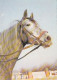 AK 210856 HORSE / PFERD - Paarden