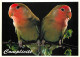 Animaux - Oiseaux - Perroquet - Inséparables - CPM - Voir Scans Recto-Verso - Birds