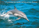 Animaux - Dauphin - Dolphin - Carte à Message - CPM - Carte Neuve - Voir Scans Recto-Verso - Dauphins