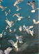 Animaux - Oiseaux - Oiseaux De Mer - Goélands Argentés - Bretagne - CPM - Voir Scans Recto-Verso - Oiseaux