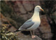 Animaux - Oiseaux - Oiseaux De Mer - Goélands Argentés - CPM - Voir Scans Recto-Verso - Birds