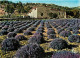 Fleurs - Champs De Lavande - Provence - CPM - Voir Scans Recto-Verso - Blumen