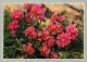 Fleurs - CPM - Voir Scans Recto-Verso - Flores