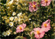 Fleurs - CPM - Voir Scans Recto-Verso - Bloemen