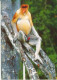 Malaysia Postcard Sent To Denmark 23-2-2007 Proboscis Monkey - Maleisië