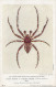 PC42418 Cross Spider Or Garden Spider. Male. British Museum. W. F. Sedgwick. No - Welt