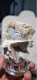 Delcampe - Barite Barite Mielata Minerale  Monte Onixeddo Gonnesa Sardegna  8 X 6,5 Cm Italia 240gr - Minerals