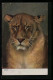 AK Porträtbild Tiger  - Tigres