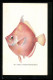 AK Laipala, Antigonia Steindachneri  - Fish & Shellfish