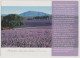 Australia TASMANIA TAS Lavender Farm Estate BRIDESTOWE VG TA183 Postcard C2000s - Sonstige & Ohne Zuordnung