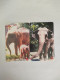 China Transport Cards, Asian Elephants, Metro Card, Shanghai City, (2pcs) - Unclassified