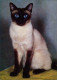 Postkarte: Khmer-Katze, Weiße Katze, Schwarze Pfoten Und Kopf, Blaue Augen - Katzen