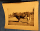 49 SOMLOIRE AGRICULTURE ELEVAGE PHOTO TAUREAU RACE MAINE ANJOU ELEVAGE CHUPIN - Plaatsen