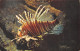 TH-POISSON RASCASSE VOLANTE-N°T2939-D/0111 - Fish & Shellfish