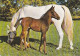 AK 210867 HORSE / PFERD - Horses