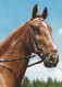 AK 210871 HORSE / PFERD - Horses