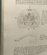 Delcampe - Les Coelomates Hyponeuriens - Éléments De Zoologie Et Notions D'anatomie Comparée Vol. II - Non Classés