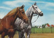 AK 210875 HORSE / PFERD - Horses