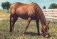 AK 210876 HORSE / PFERD - Horses