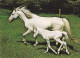 AK 210883 HORSE / PFERD - Horses