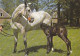 AK 210884 HORSE / PFERD - Horses